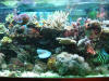 Fish Tank - Dec 29 2009