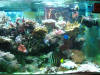 Fish Tank - Dec 29 2009